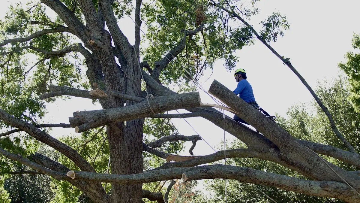 Professional Crown Thinning performed by certified arborists in Lathrop