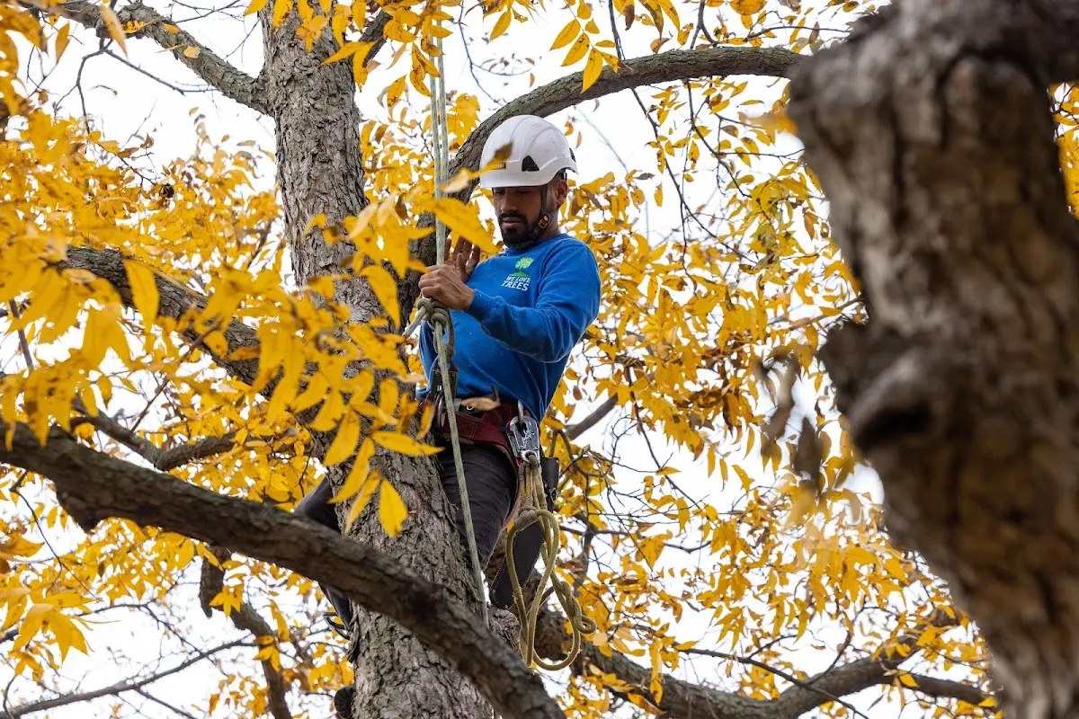 Skilled Tree Transplanting crew working in Lathrop